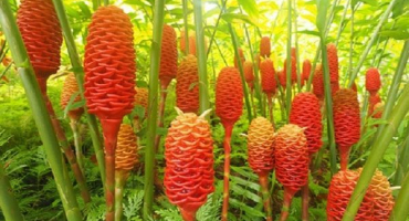 Jak pěstovat a správně pečovat o zázvor doma